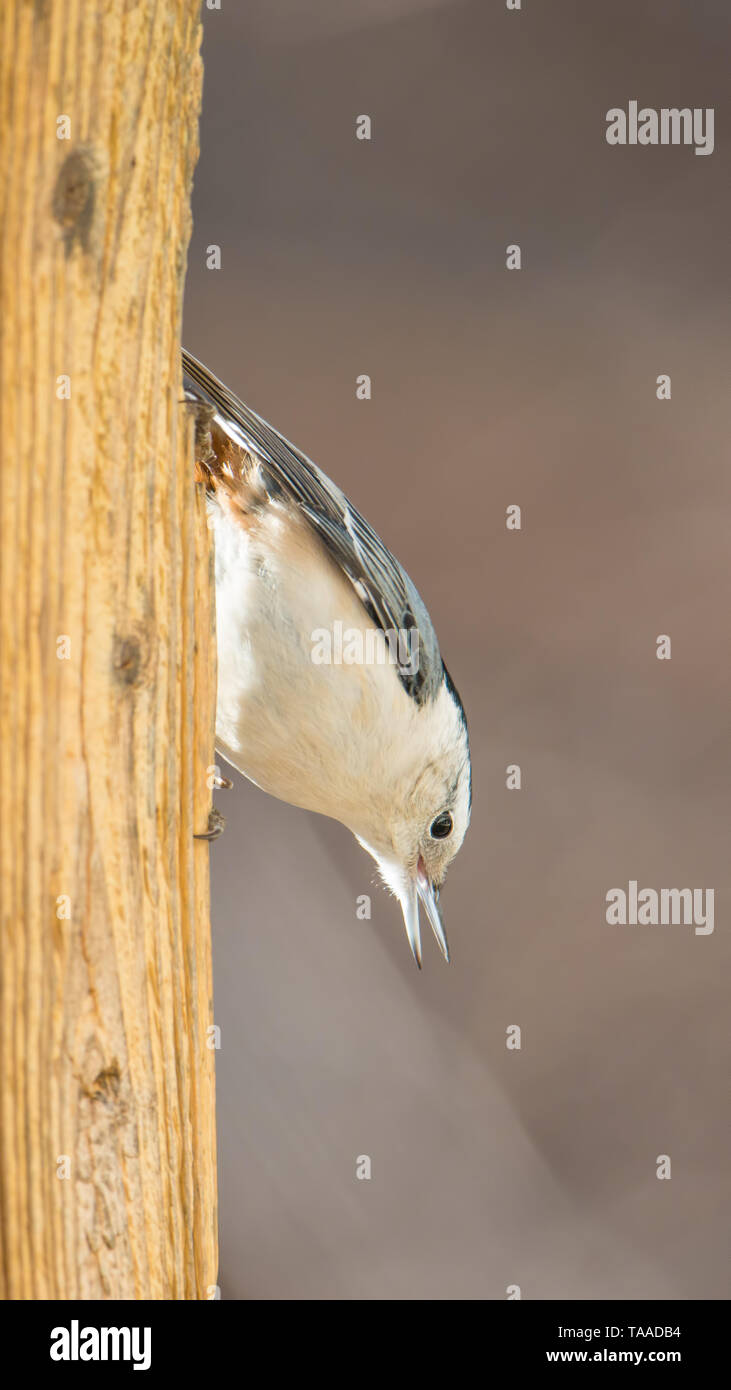Bianco-breasted picchio muratore vicino a un alimentatore presso il centro visitatori di Minnesota Valley National Wildlife Refuge Foto Stock