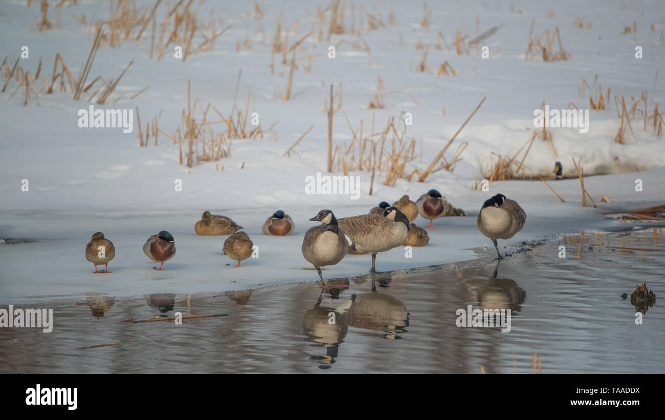 Oche del Canada e le anatre bastarde rilassante sulle acque congelate di bordo nel tardo inverno / primavera nella pianura alluvionale del fiume Minnesota nel Minnes Foto Stock