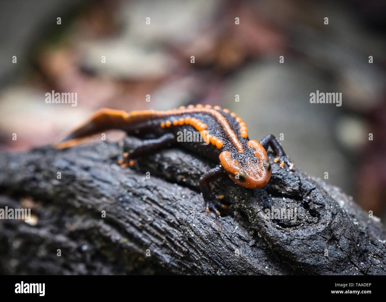 Salamander su tronchi di legno wildlife rettile coccodrillo salamandra pezzata arancio e nero animali rari sulla foresta pluviale di montagna altri nomi salamander come Foto Stock