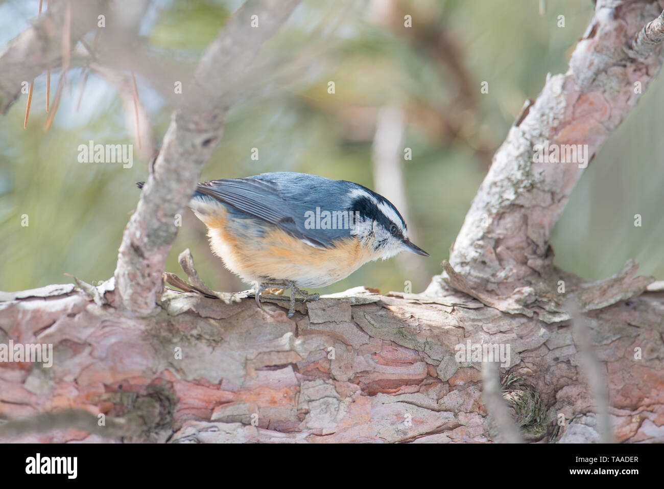 Red-breasted picchio muratore appollaiato su un pino sul belvedere - in inverno presso il sax/Zim Bog nel nord del Minnesota Foto Stock