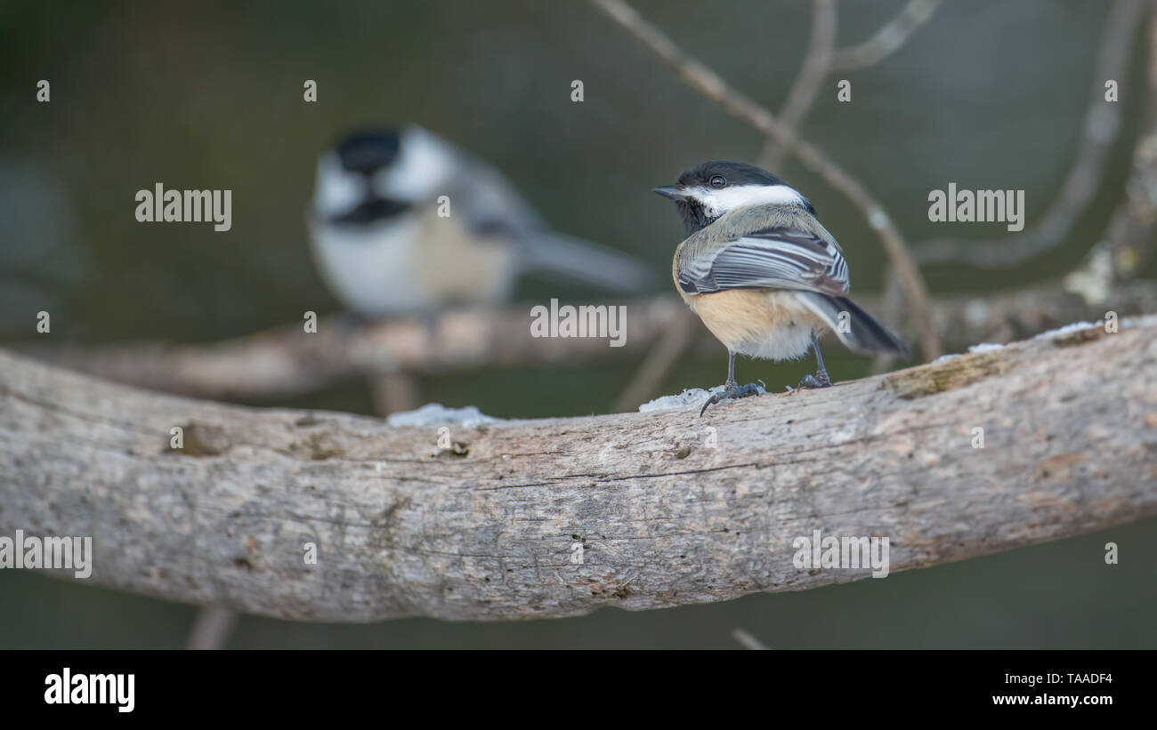 Chickadees arroccato sui rami in Sax-Zim Bog in inverno Foto Stock