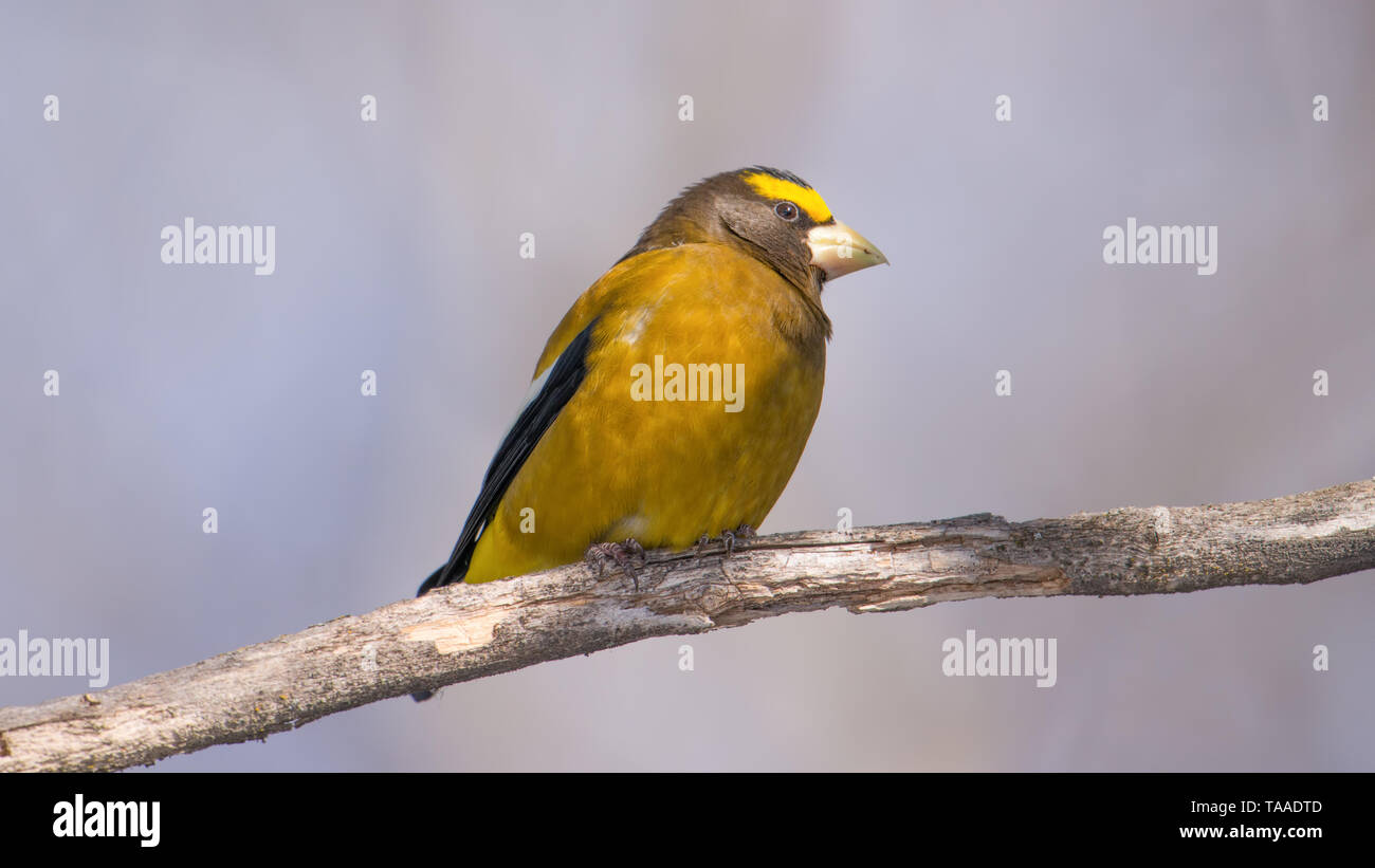 Sera grosbeak su un ramo preso in Sax-Zim bog nel nord del Minnesota Foto Stock
