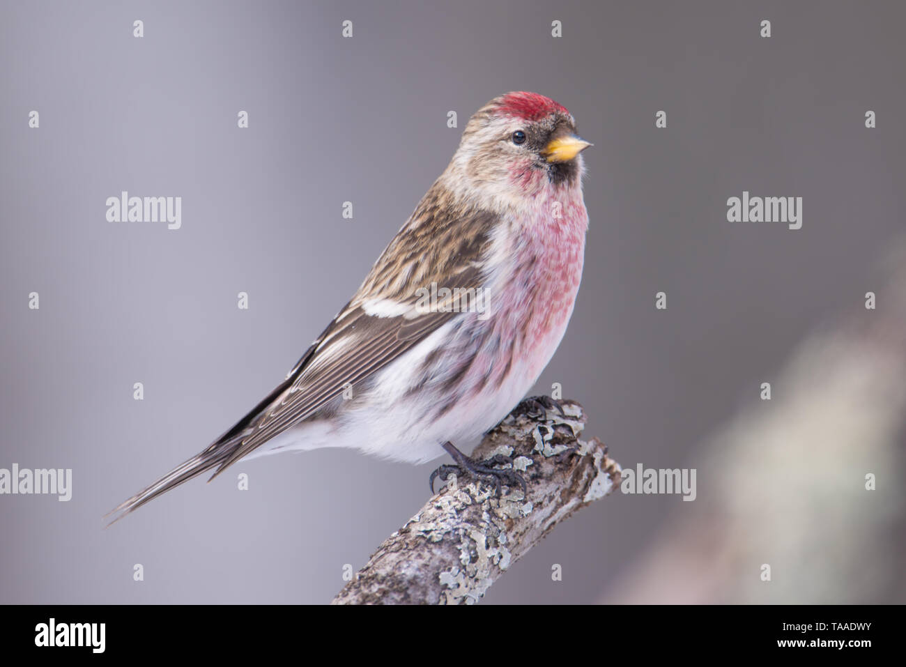Redpoll comune appollaiato su un ramo - presi in inverno in Sax-Zim Bog nel nord del Minnesota Foto Stock