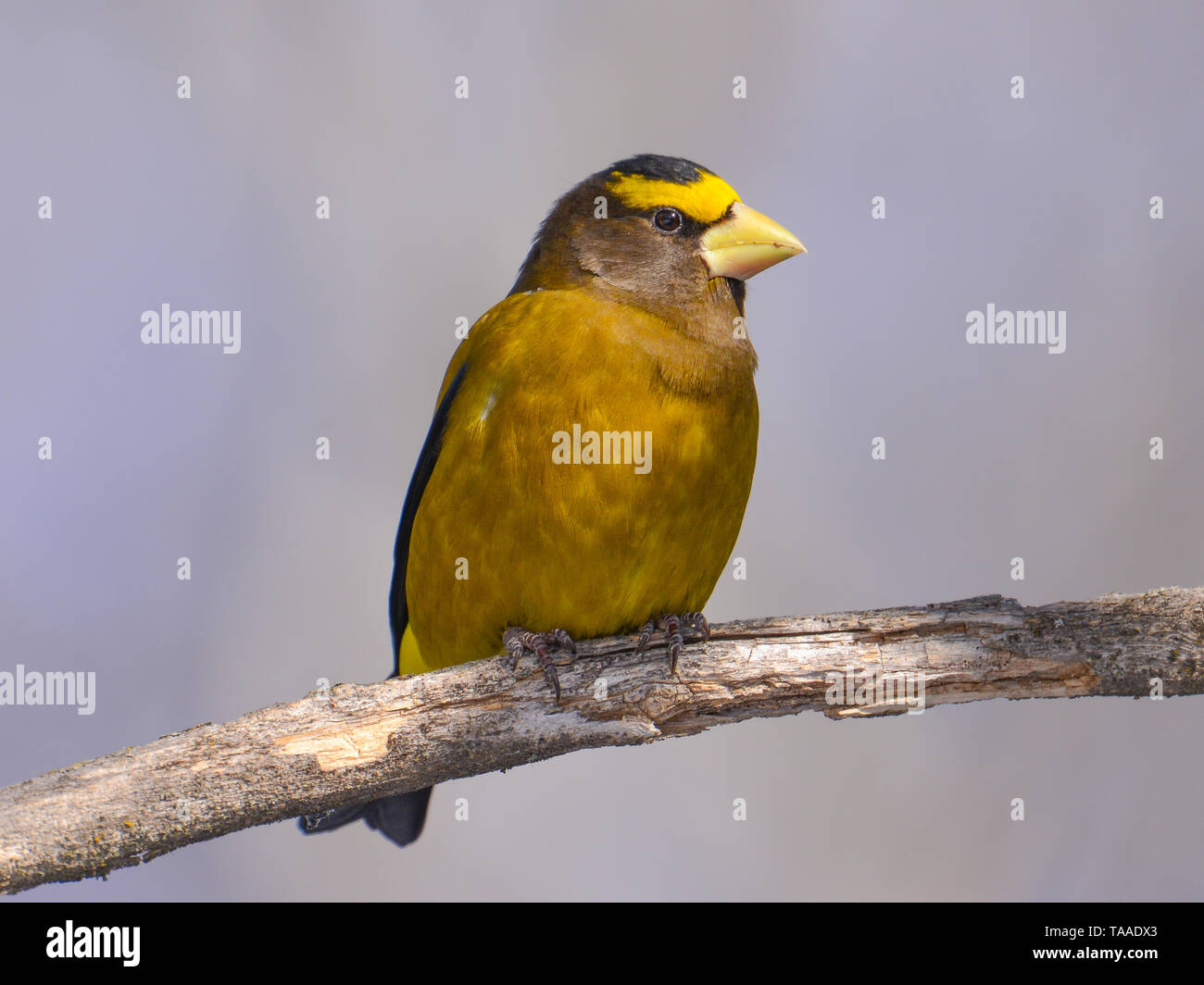 Sera grosbeak su un ramo preso in Sax-Zim bog nel nord del Minnesota Foto Stock
