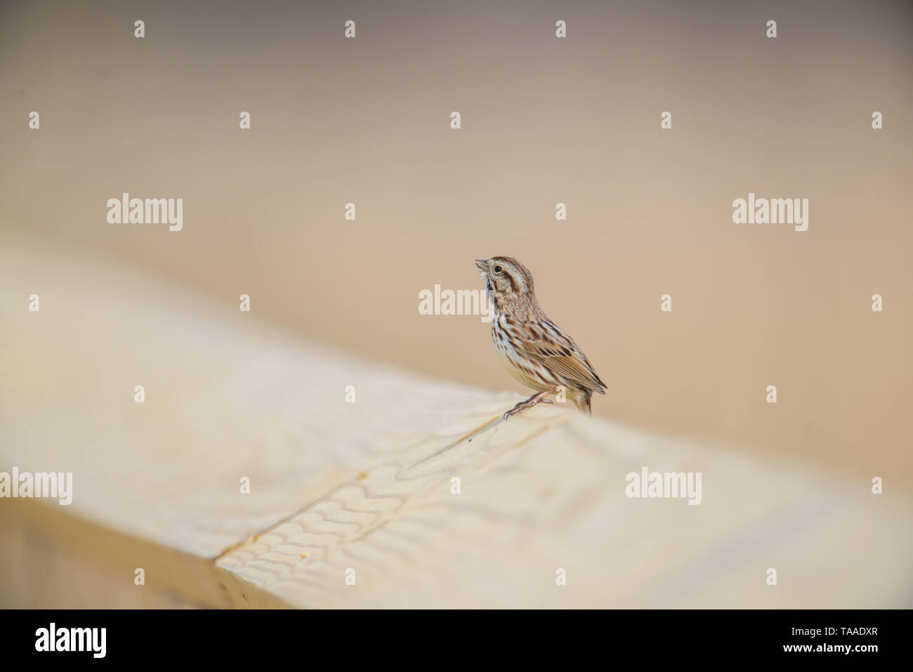 Sparrow specie cantando / chiamando il rail della passerella in legno - tan Tema colore - Minnesota Valley National Wildlife Refuge Foto Stock