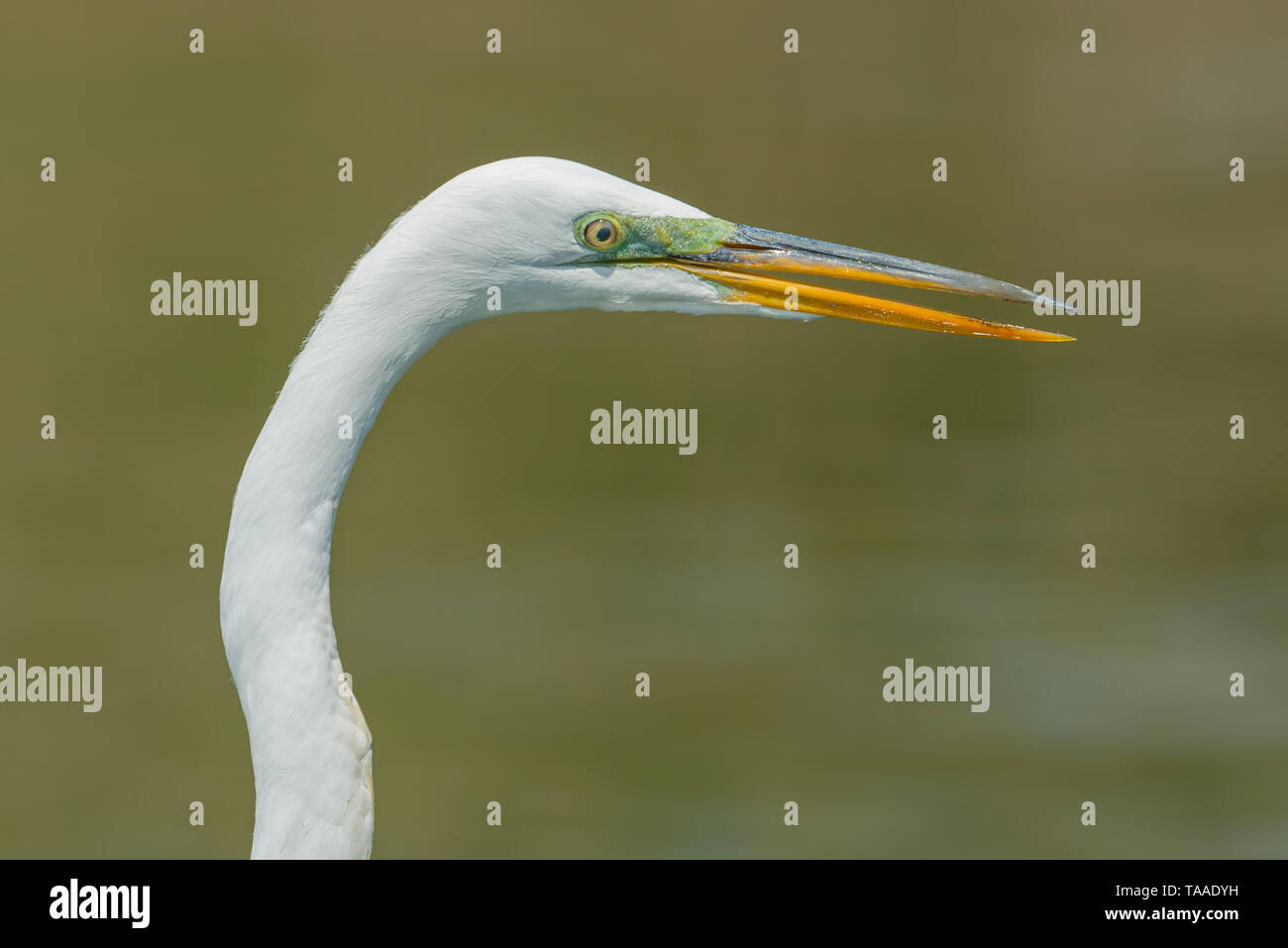 Airone bianco maggiore ritratto con splendidi dettagli - presi in una palude fuori del Minnesota River Foto Stock