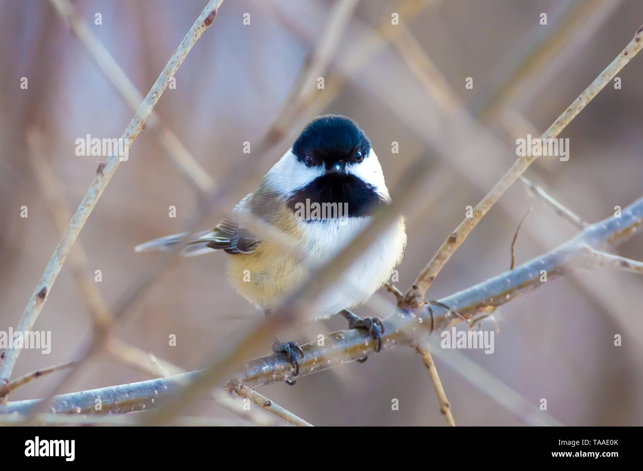 Nero-capped Luisa - presi in vicino al fiume Minnesota nel Minnesota Valley National Wildlife Refuge Foto Stock