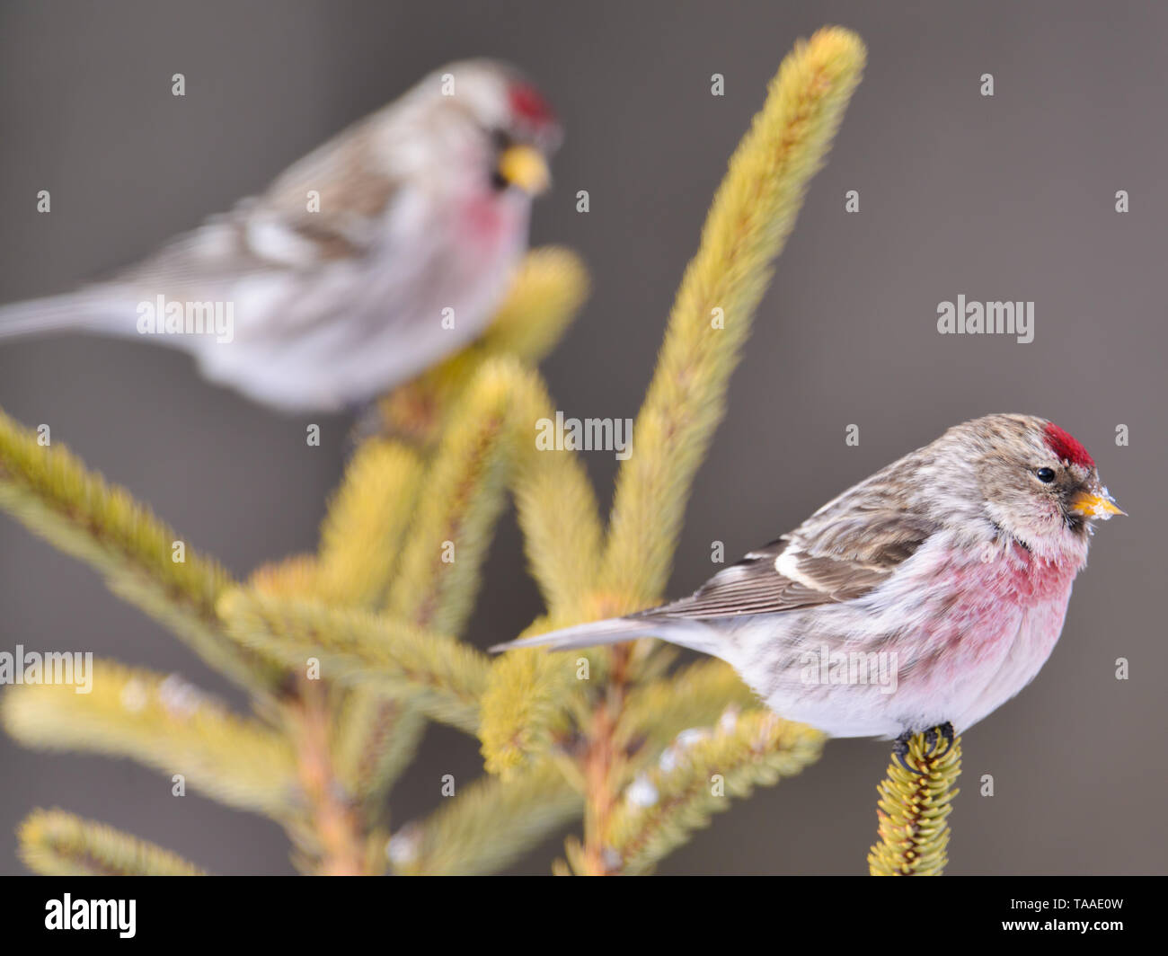 Redpolls comune arroccato su di conifere evergreen tress in inverno in Sax-Zim Bog nel nord del Minnesota Foto Stock