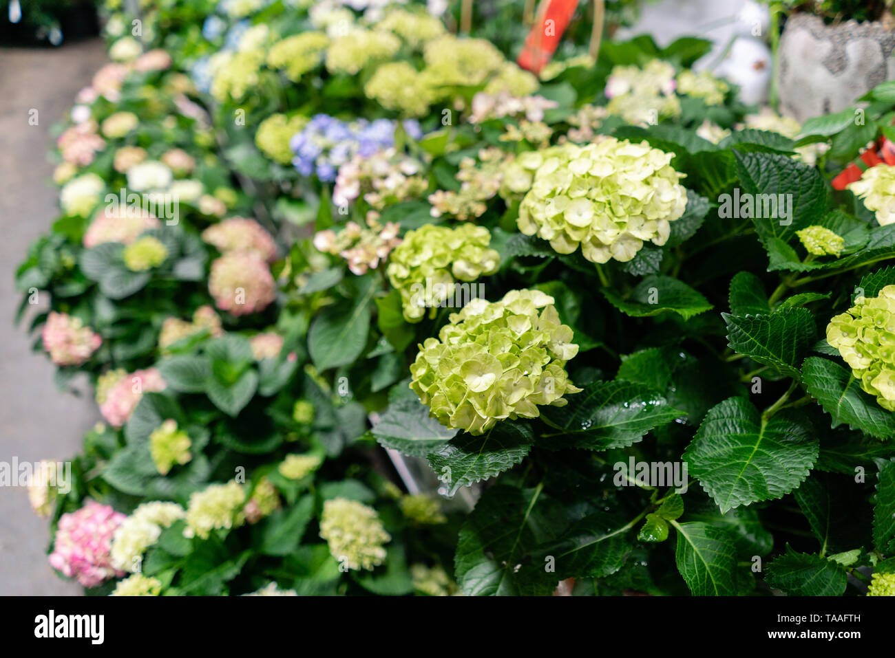 Molti differenti tipi di piante in vasi di fiori in negozio fiori. Garden center e fornitore all'ingrosso concetto. Sfondo verde. Un sacco di foglie. Foto Stock