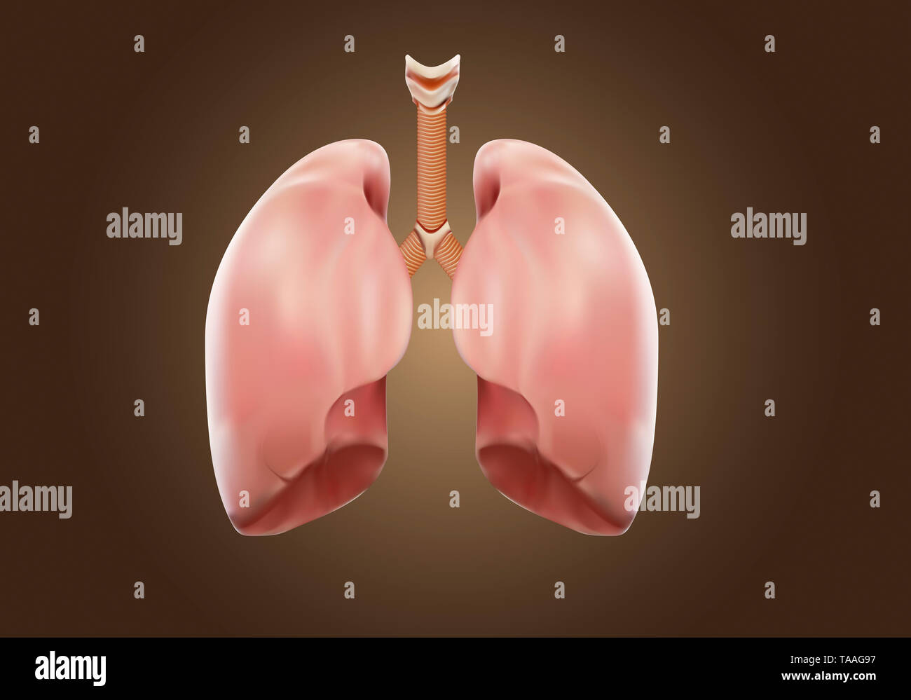 Forte del polmone autopsia concetto medico, visualizzazione 3D. Foto Stock