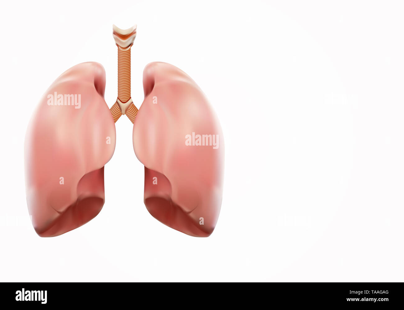 Forte del polmone autopsia concetto medico, visualizzazione 3D. Foto Stock