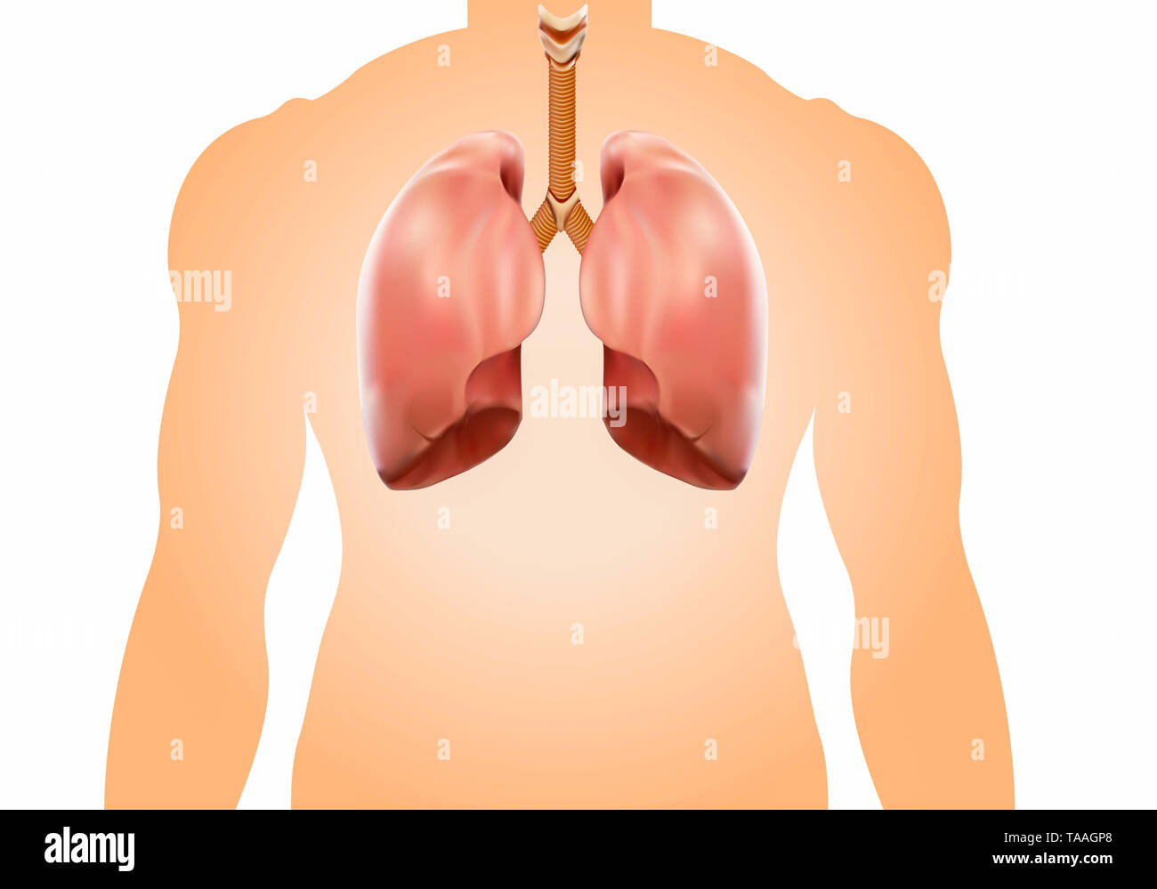 Forte del polmone autopsia concetto medico, visualizzazione 3D. Foto Stock