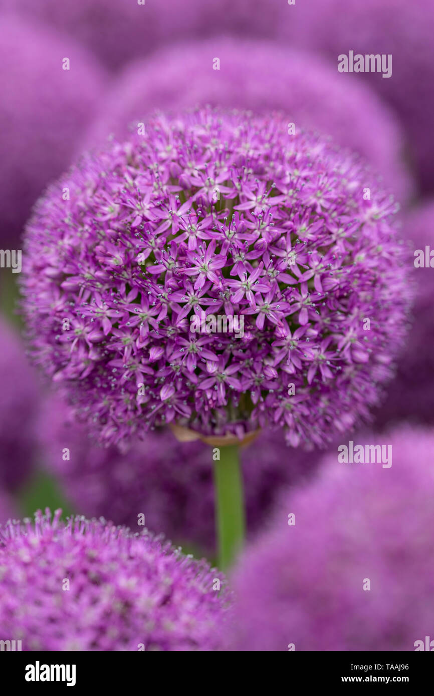 Allium RHS Chelsea Flower Show 2019 Foto Stock