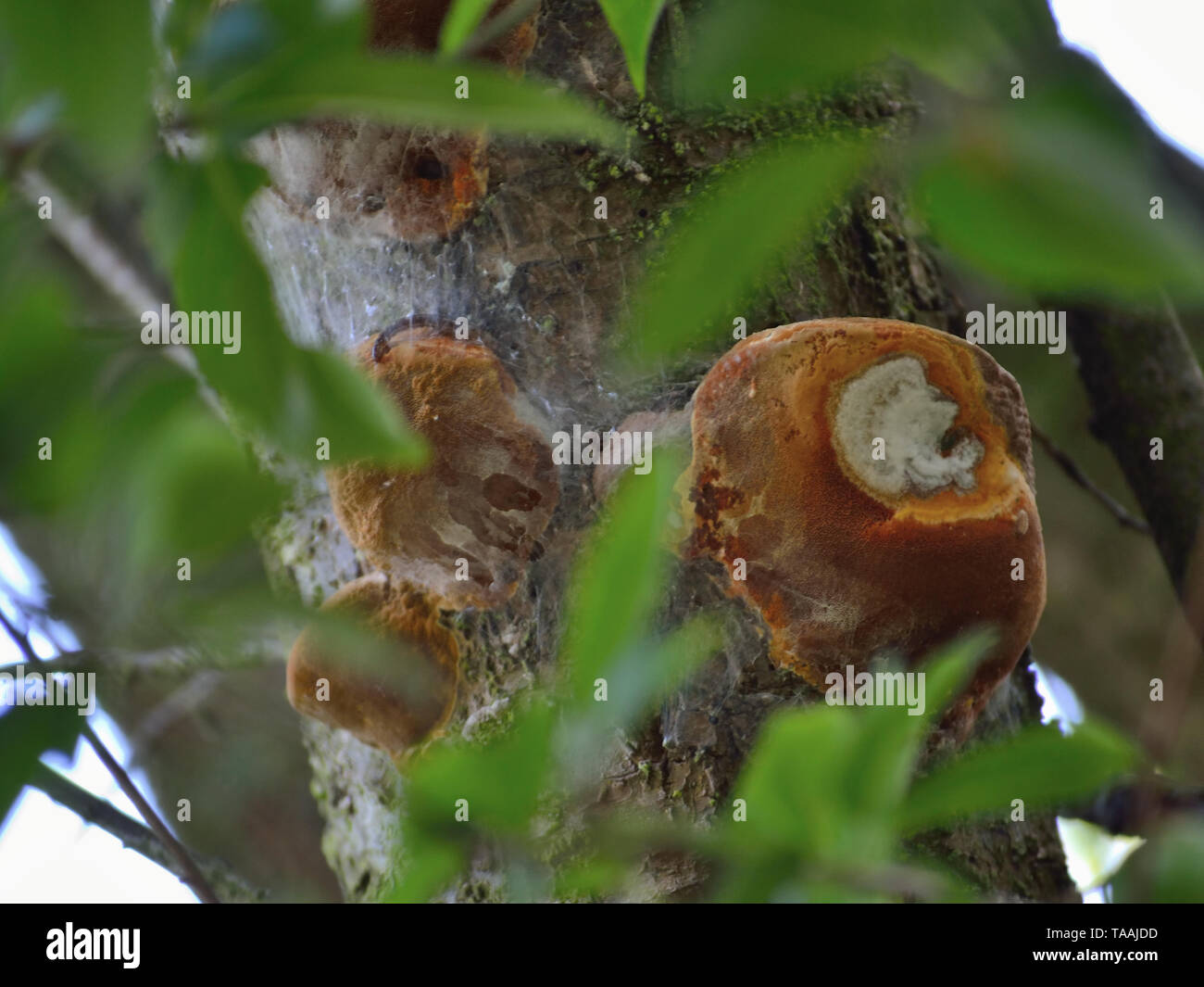 Phellinus fungo su susino Foto Stock