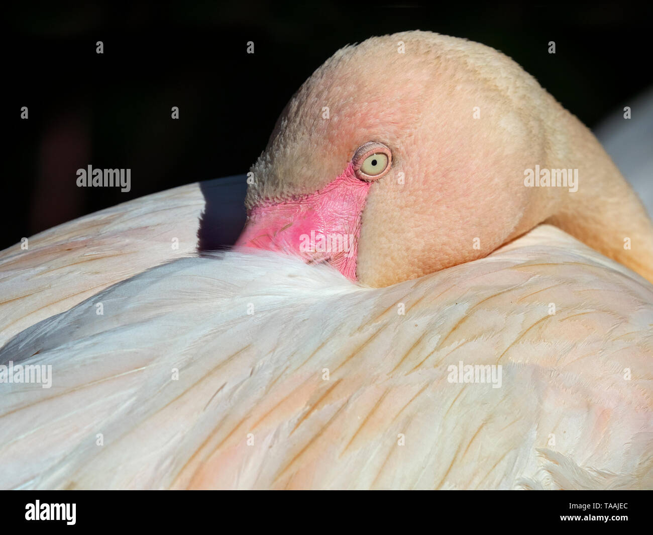 Fenicottero rosa Phoenicopterus ruber in appoggio con la testa sotto il parafango Foto Stock