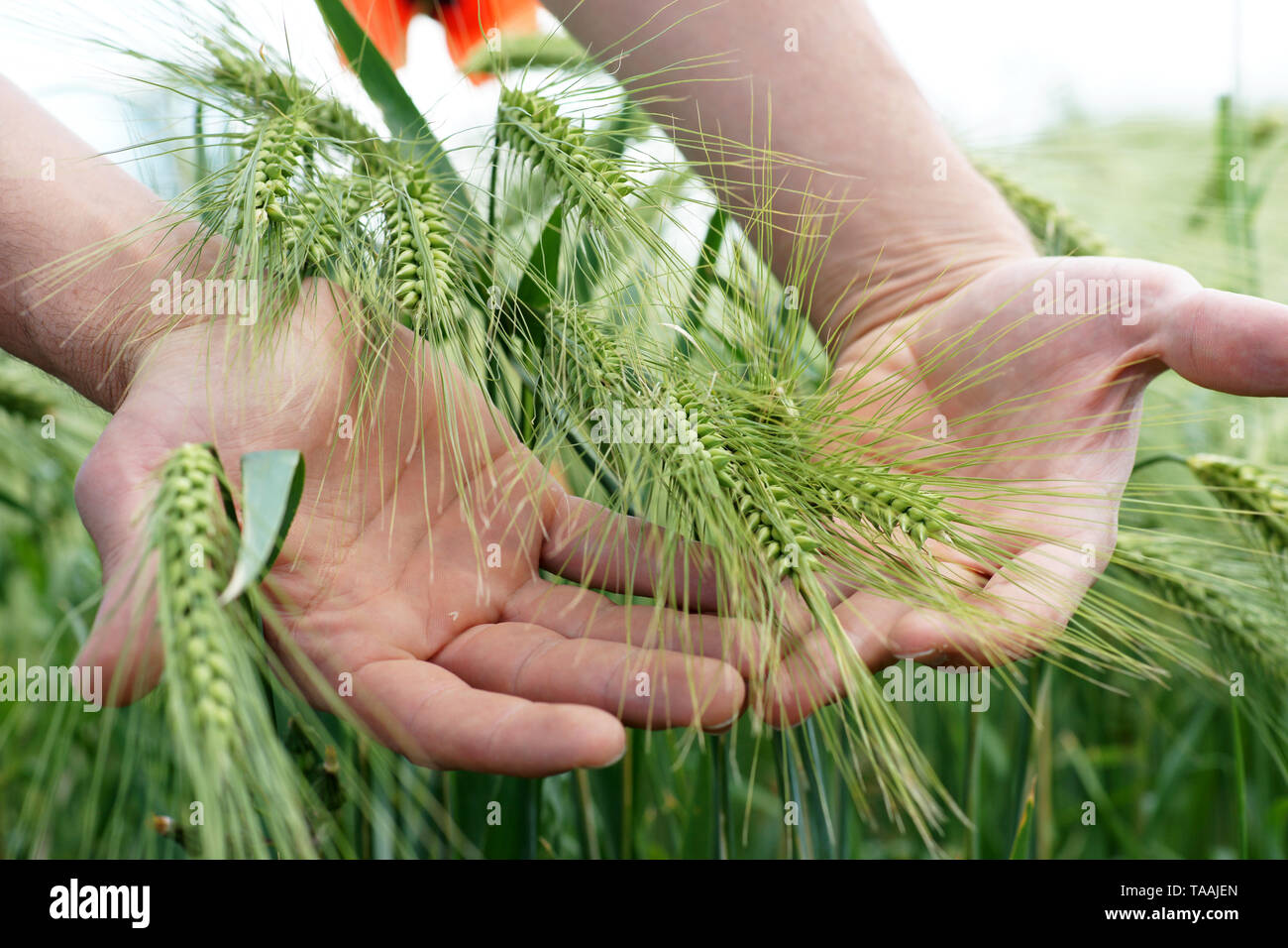 Le mani del contadino toccando maturazione spighe di grano a inizio estate Foto Stock