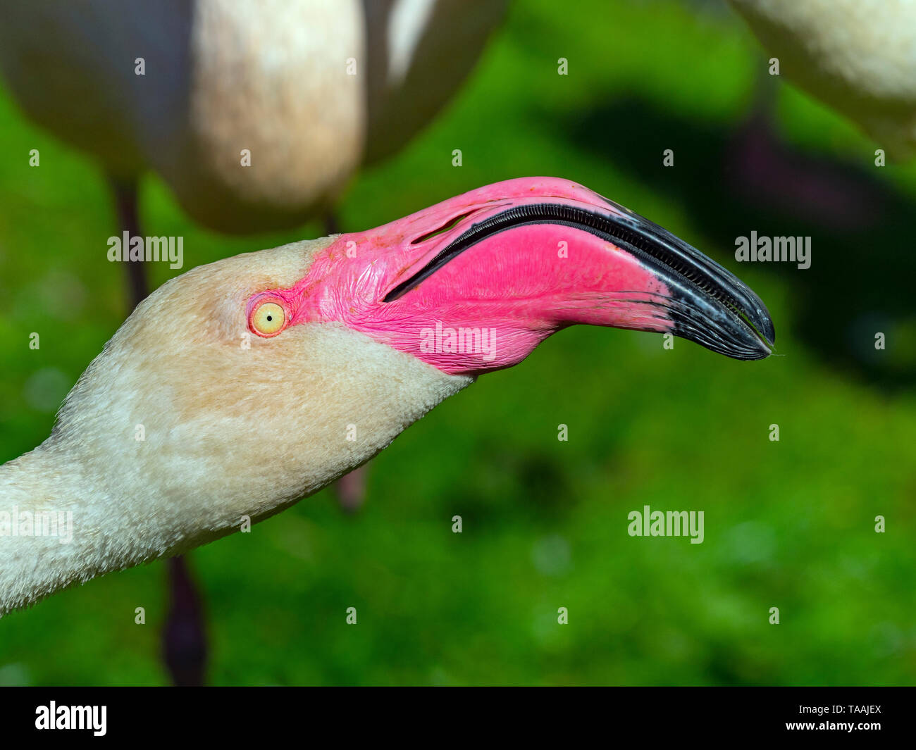 Fenicottero rosa Phoenicopterus ruber diverbio con la vicina bird Foto Stock