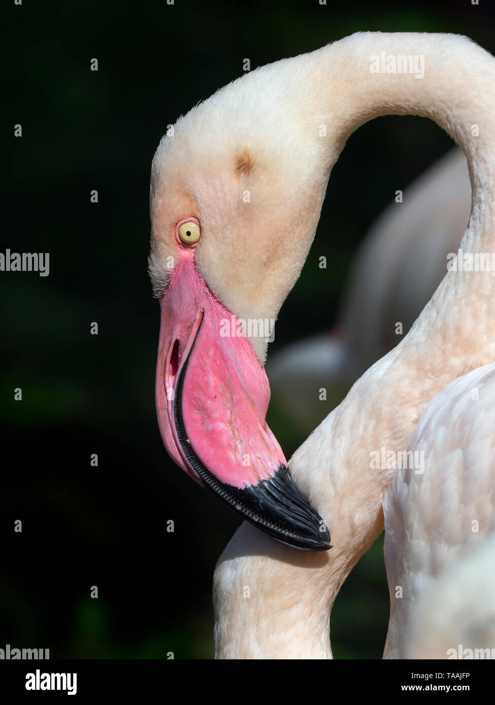 Fenicottero rosa Phoenicopterus ruber closeup testa Foto Stock