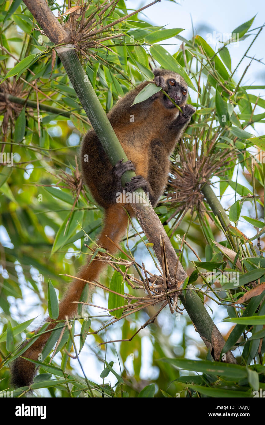 La minore orientale bamboo lemur (Hapalemur griseus), noto anche come il grigio lemure di bambù, è un piccolo lemuri endemici del Madagascar, con tre noti sotto Foto Stock