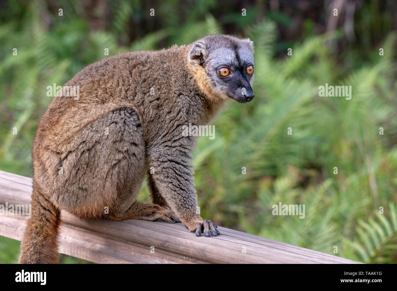 Il comune lemure marrone (il Eulemur fulvus) è una specie di lemuri nella famiglia Lemuridae. Si è trovato in Madagascar e Mayotte Foto Stock
