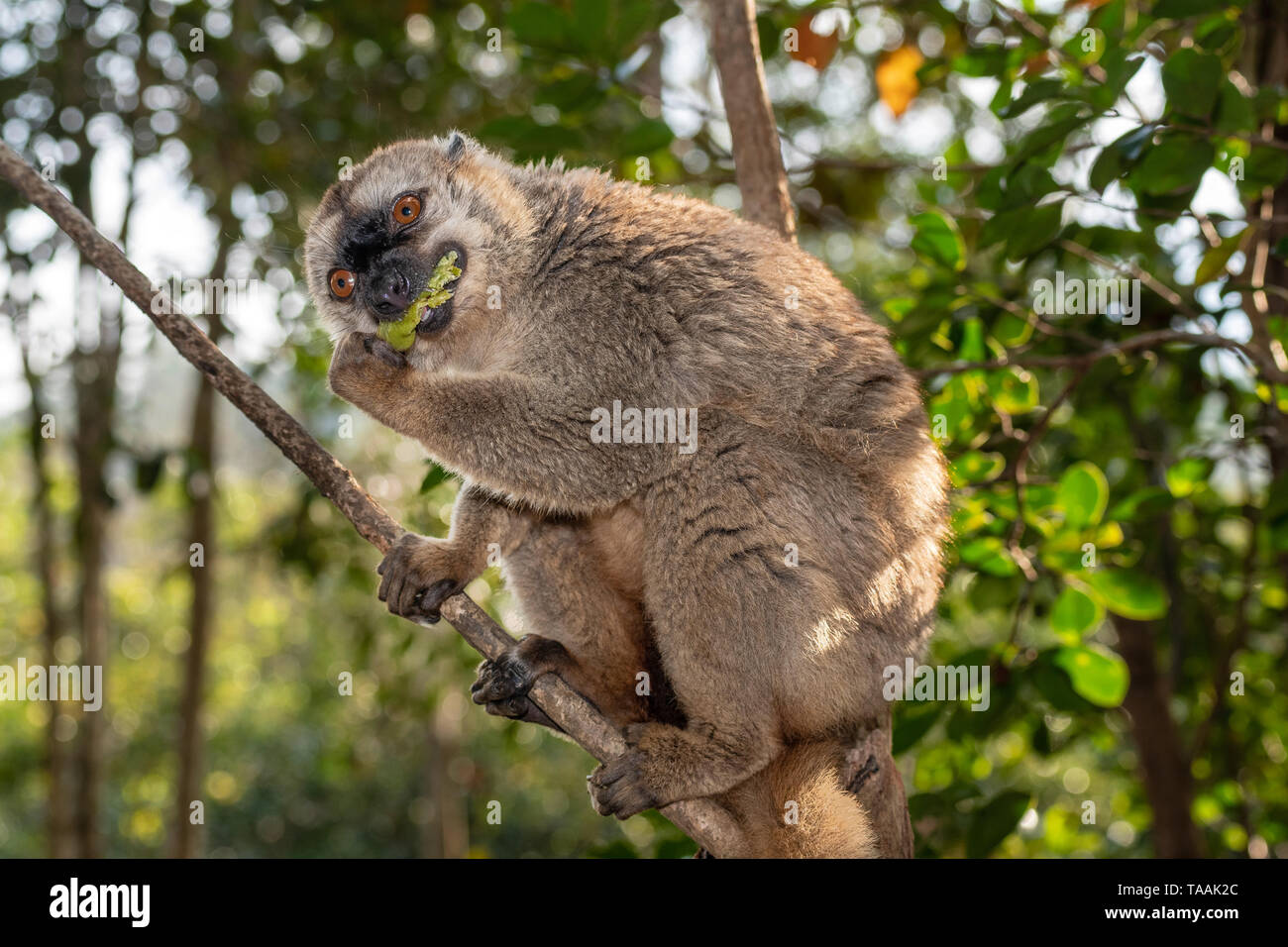 Il comune lemure marrone (il Eulemur fulvus) è una specie di lemuri nella famiglia Lemuridae. Si è trovato in Madagascar e Mayotte Foto Stock