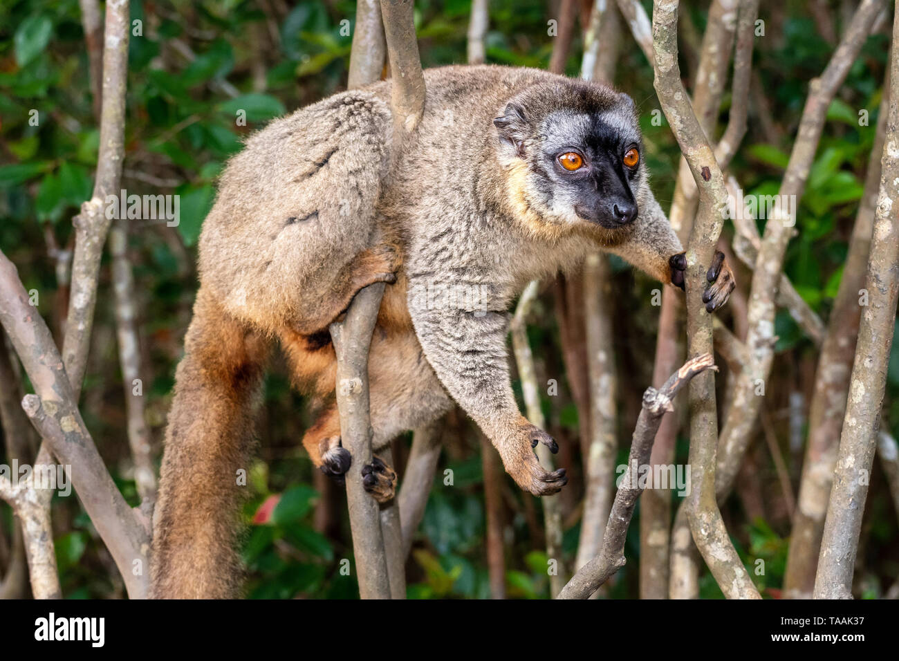 Il comune lemure marrone (il Eulemur fulvus) è una specie di lemuri nella famiglia Lemuridae. Si è trovato in Madagascar e Mayotte Foto Stock