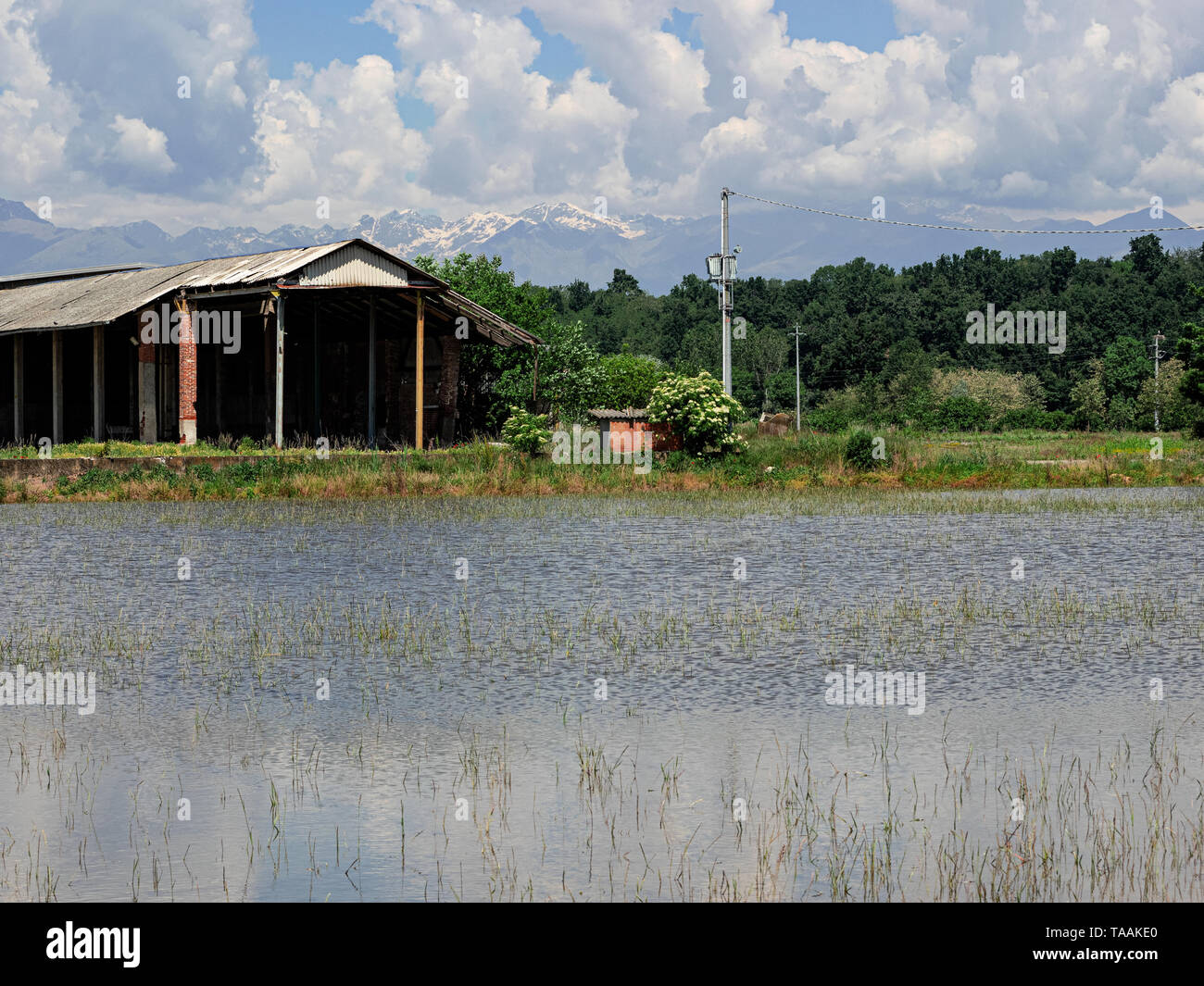 La produzione di riso in primavera in piccoli stagni in pianura piemontese, soprannominata la terra di aironi.Piemonte - Italia Foto Stock