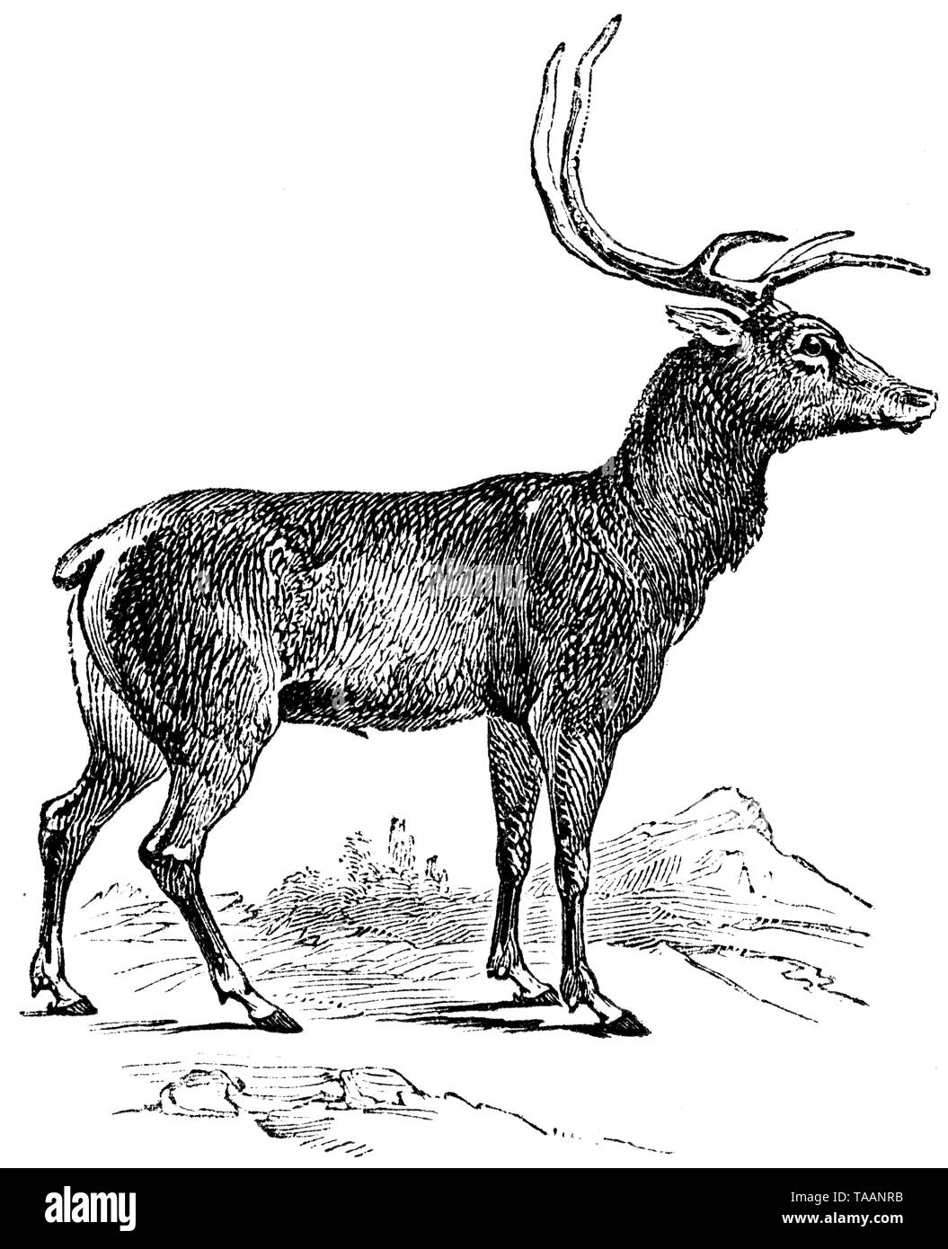 Taglio di legno intagliato, illustrazione presa da "tesoro di storia naturale' da Samuele Maunder, pubblicato 1848 Foto Stock