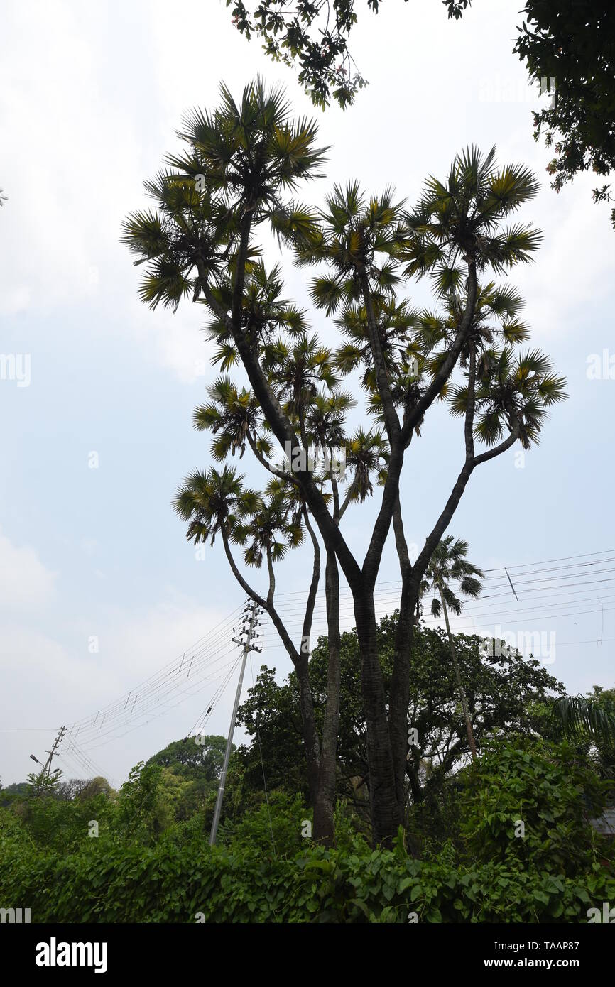Hyphaene thebaica Mart (Arecaceae) o Doom Palm di Africa tropicale al AJC Bose indiano Giardino Botanico, quella di Howrah, Calcutta, India. Foto Stock