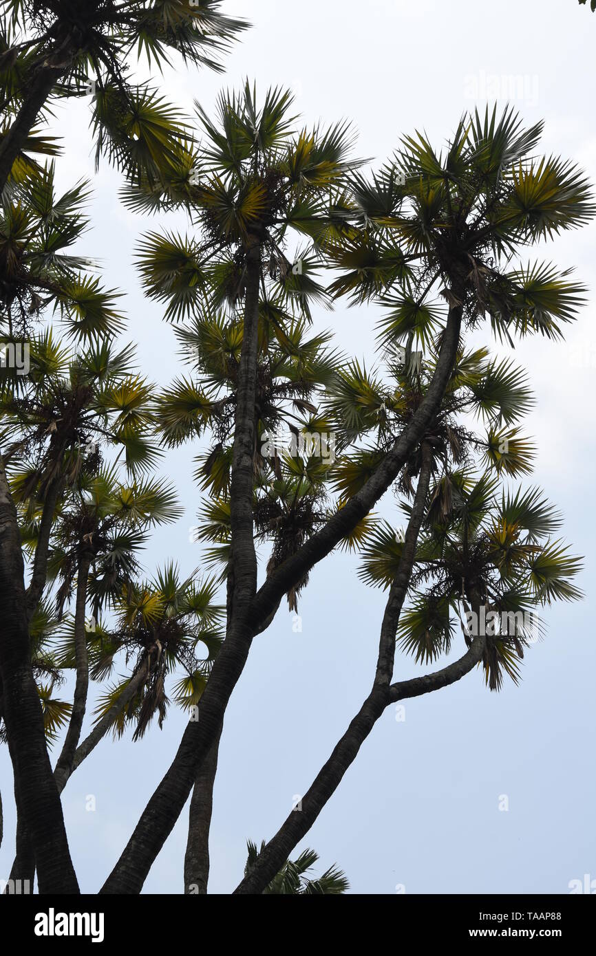 Hyphaene thebaica Mart (Arecaceae) o Doom Palm di Africa tropicale al AJC Bose indiano Giardino Botanico, quella di Howrah, Calcutta, India. Foto Stock