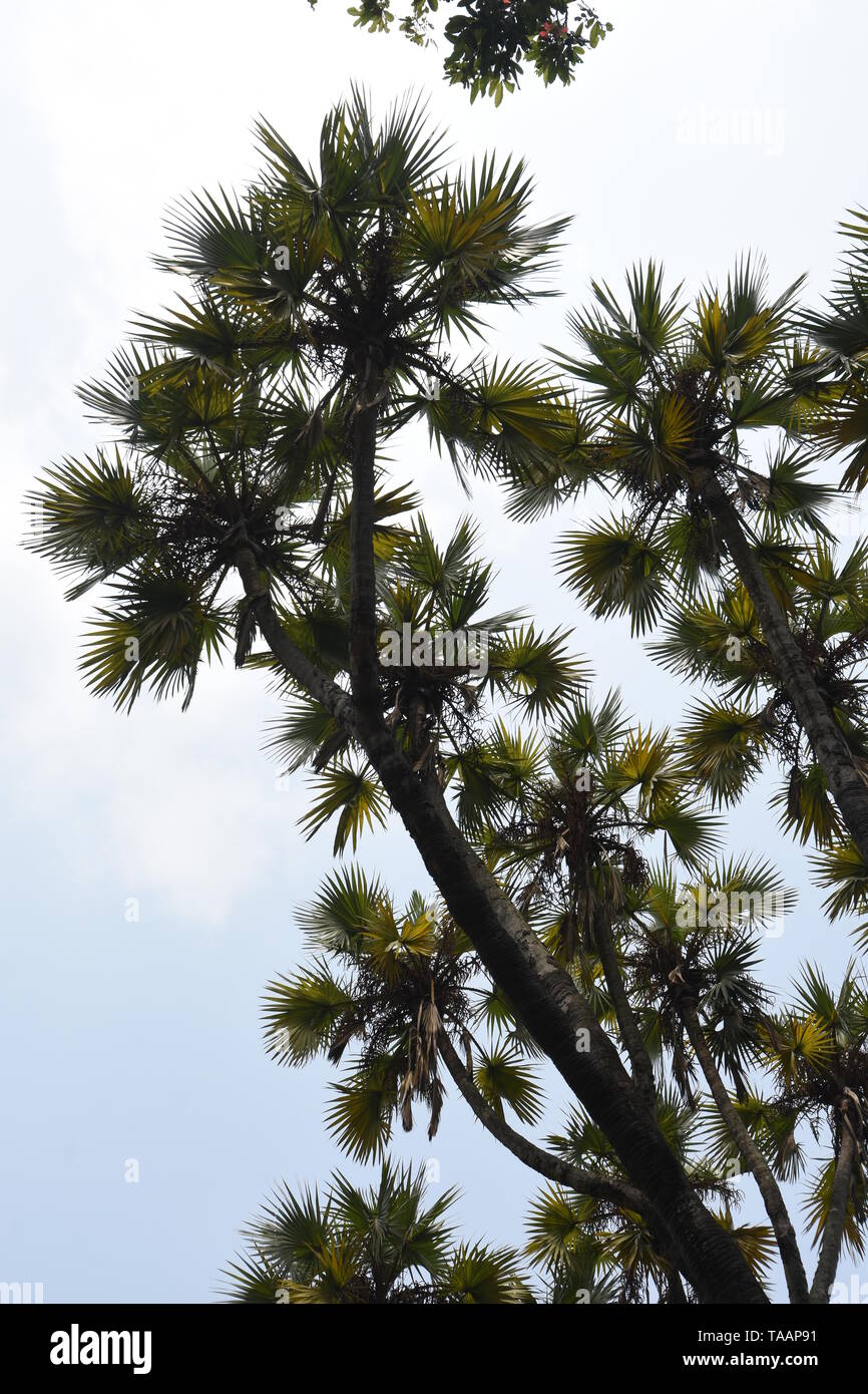 Hyphaene thebaica Mart (Arecaceae) o Doom Palm di Africa tropicale al AJC Bose indiano Giardino Botanico, quella di Howrah, Calcutta, India. Foto Stock