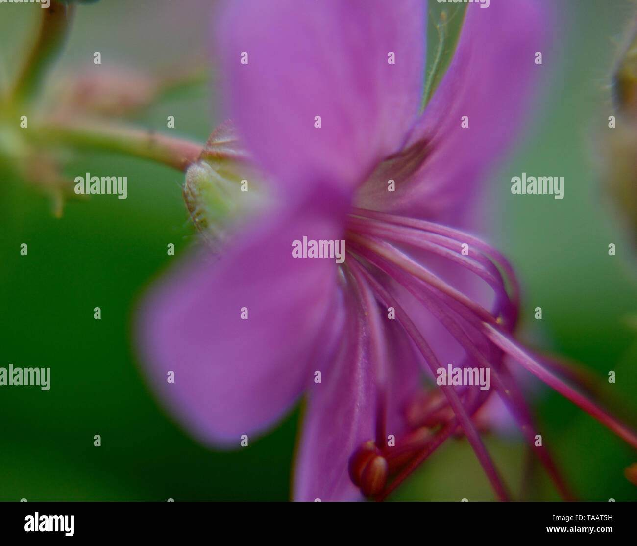 Close up geranium macrorrhizum fiore Foto Stock
