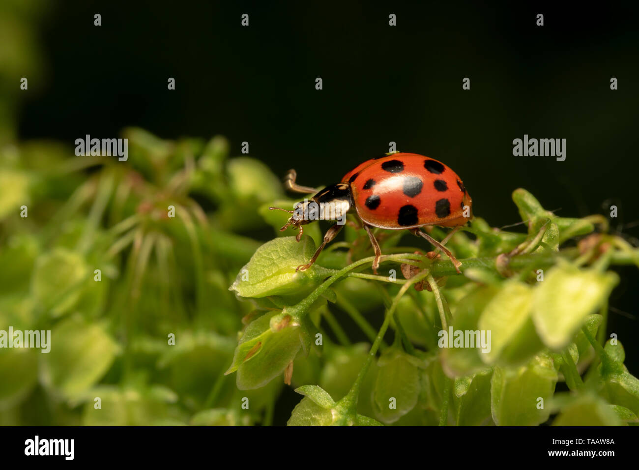 Arlecchino o Asian lady beetle (lat. Harmonia axyridis) RED ONE Foto Stock