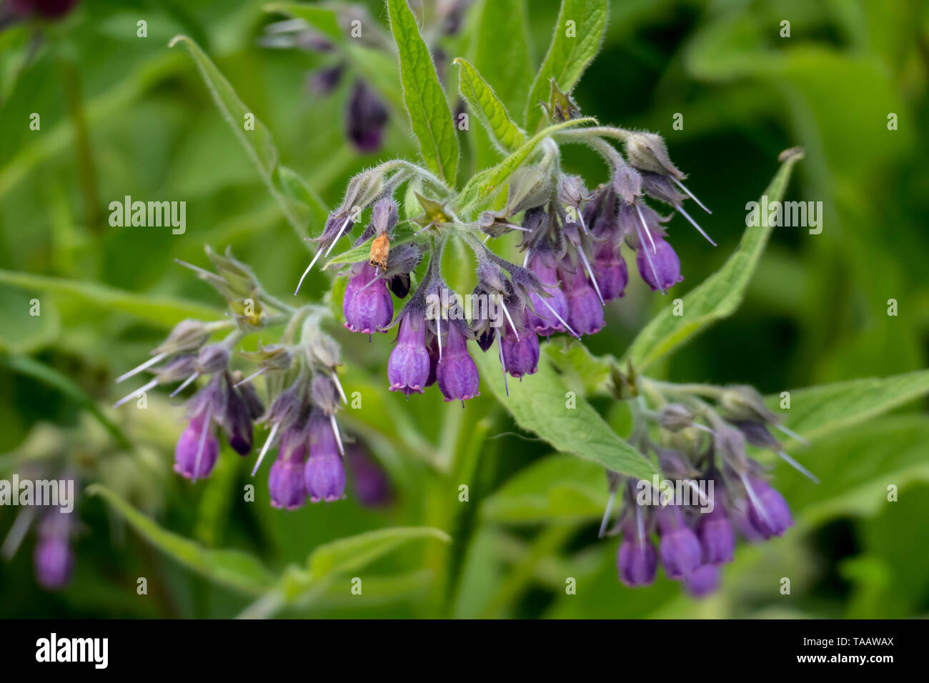 Beinwell Pflanze, mit lila, violett farbener Blüte und grünen Blättern, auf der Wiese Foto Stock