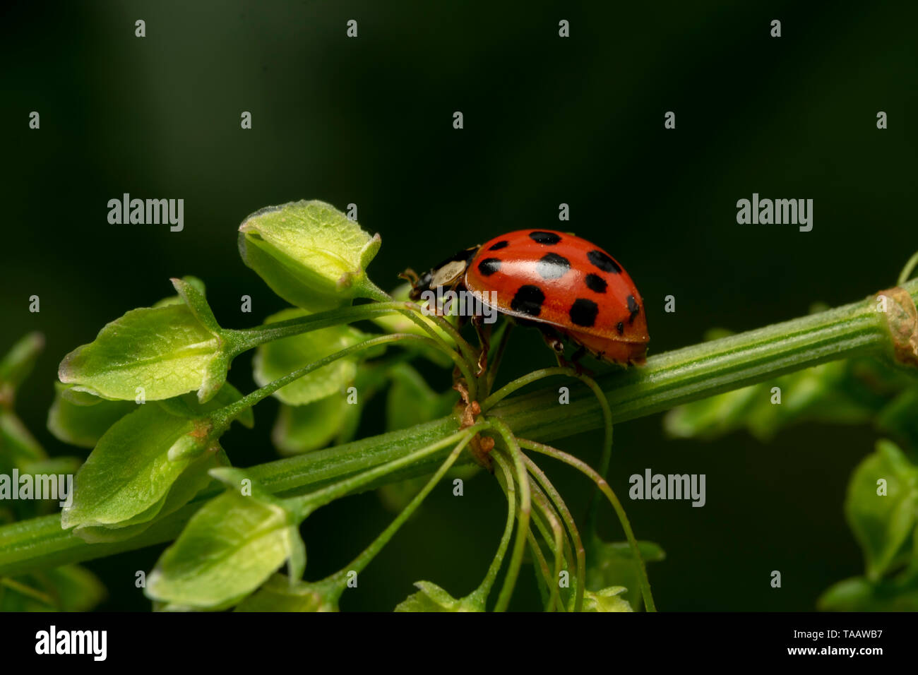 Arlecchino o Asian lady beetle (lat. Harmonia axyridis) RED ONE Foto Stock