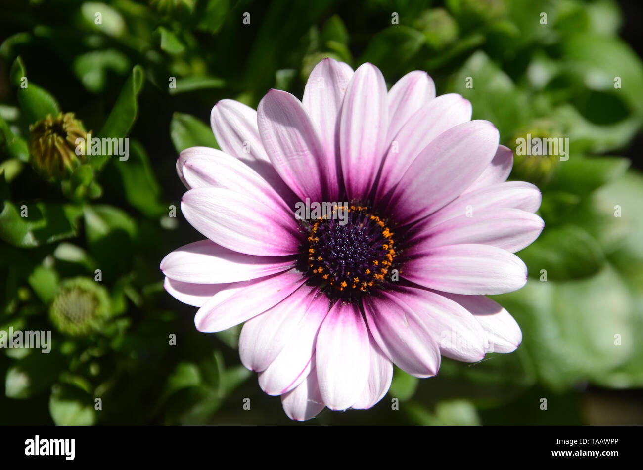 Vicino sul viola fiore a margherita con ambiente naural come sfondo Foto Stock