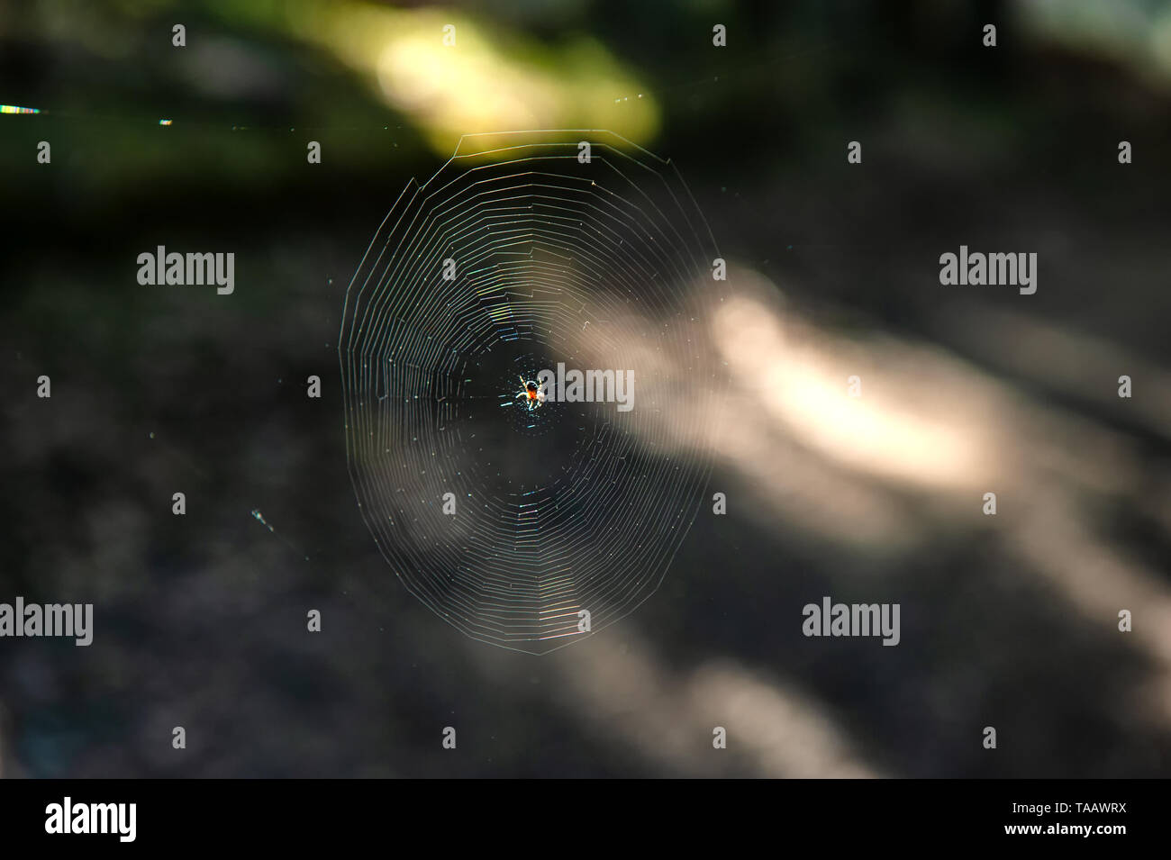 Spider Web nella foresta buia, il fuoco selettivo utilizzato Foto Stock