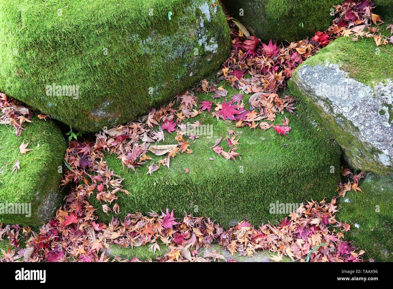 Foglie di autunno in Giappone - rosso momiji foglie (acero) in Kyoto. Foto Stock