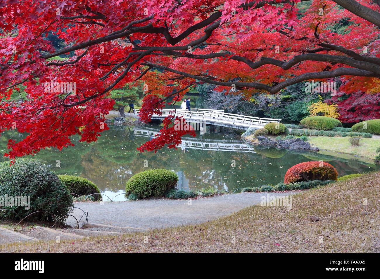 Foglie di autunno in Giappone - rosso momiji foglie (acero) a Tokyo Shinjuku Gyoen park. Foto Stock