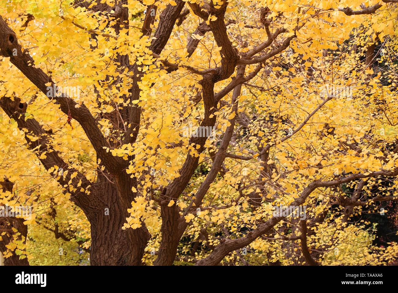 Foglie di autunno in Giappone - ginkgo tree fogliame giallo in Tokyo. Foto Stock