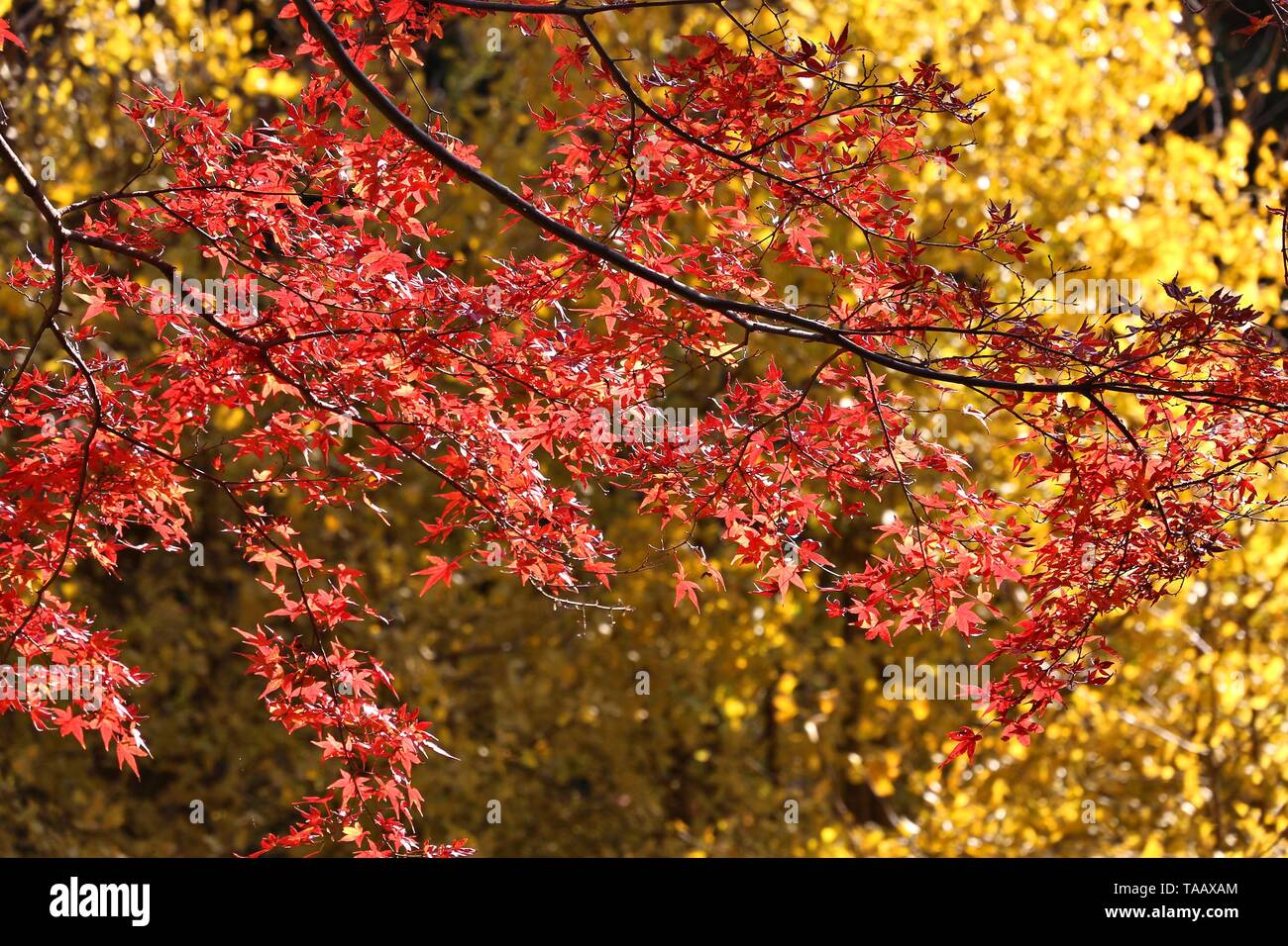 Foglie di autunno in Giappone - rosso momiji foglie (acero) nel parco di Kamakura. Foto Stock