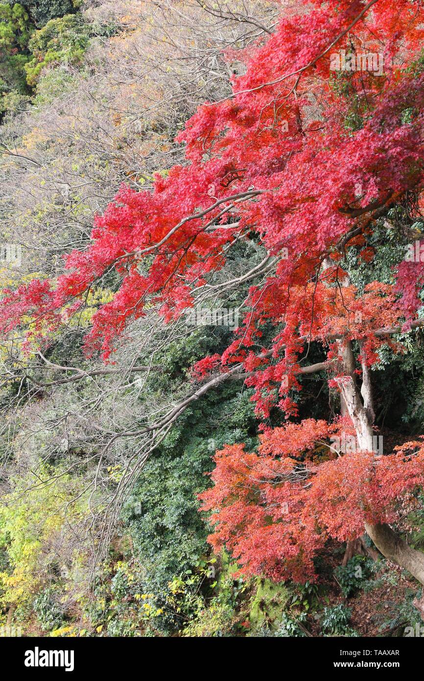 Foglie di autunno in Giappone - rosso momiji foglie (acero) nel parco di Kamakura. Foto Stock