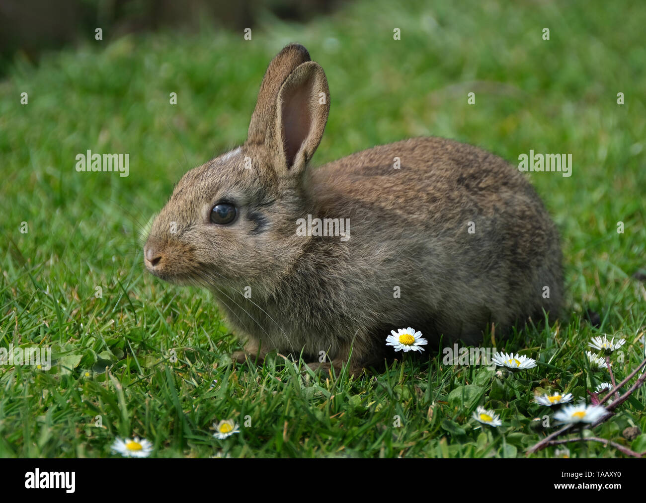I conigli sono piccoli mammiferi nella famiglia leporidi dell'ordine leporidi. Foto Stock