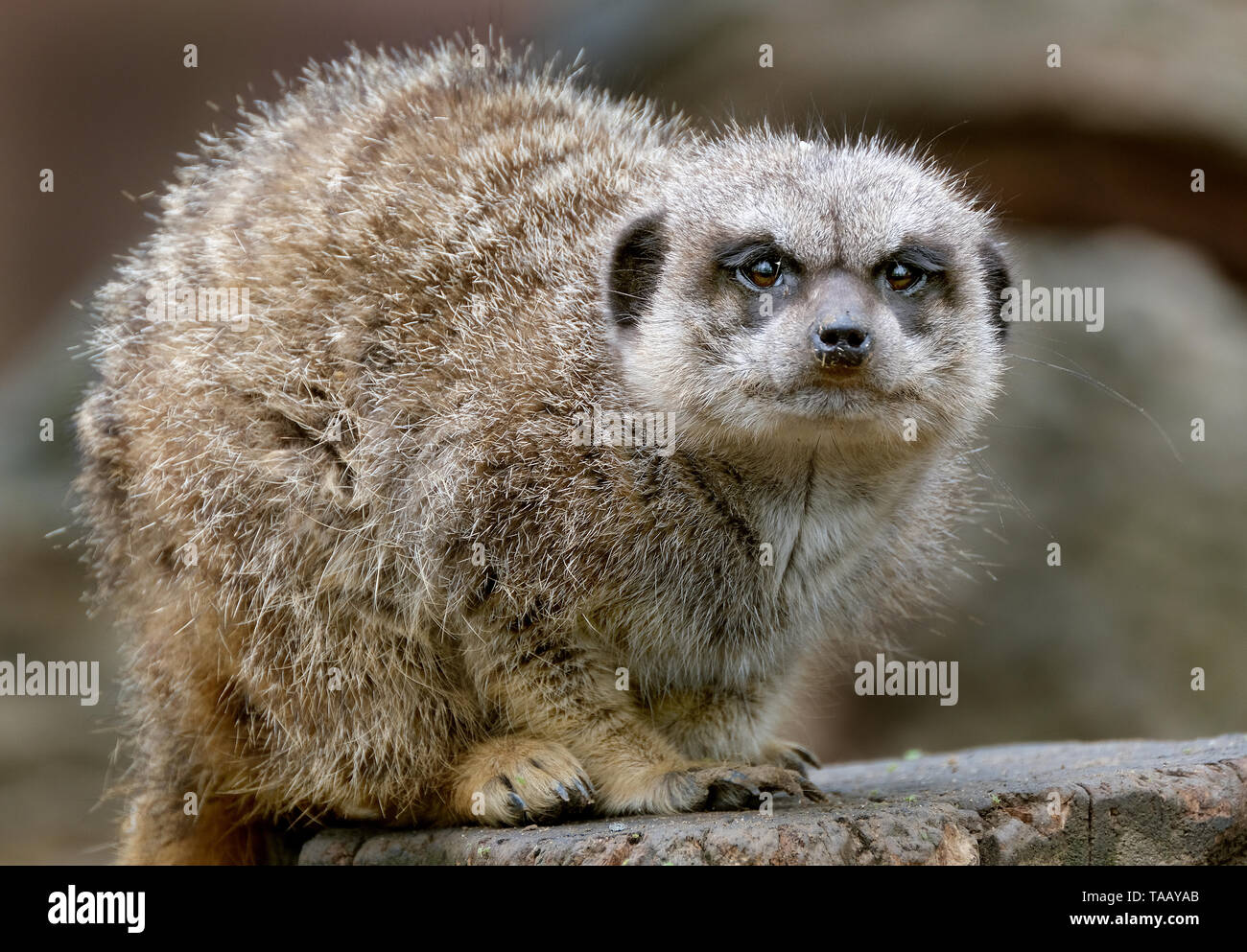 Il meerkat o suricate è un piccolo carnivoran appartenenti alla famiglia mongoose. È il solo membro del genere Suricata. Foto Stock