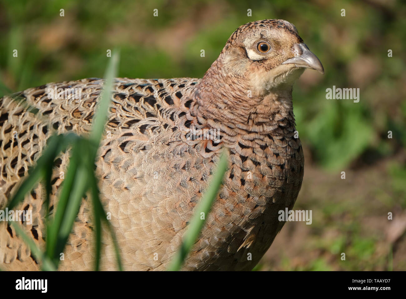 Alimentazione fagiano sulle partite di arachidi in parco pubblico. Foto Stock