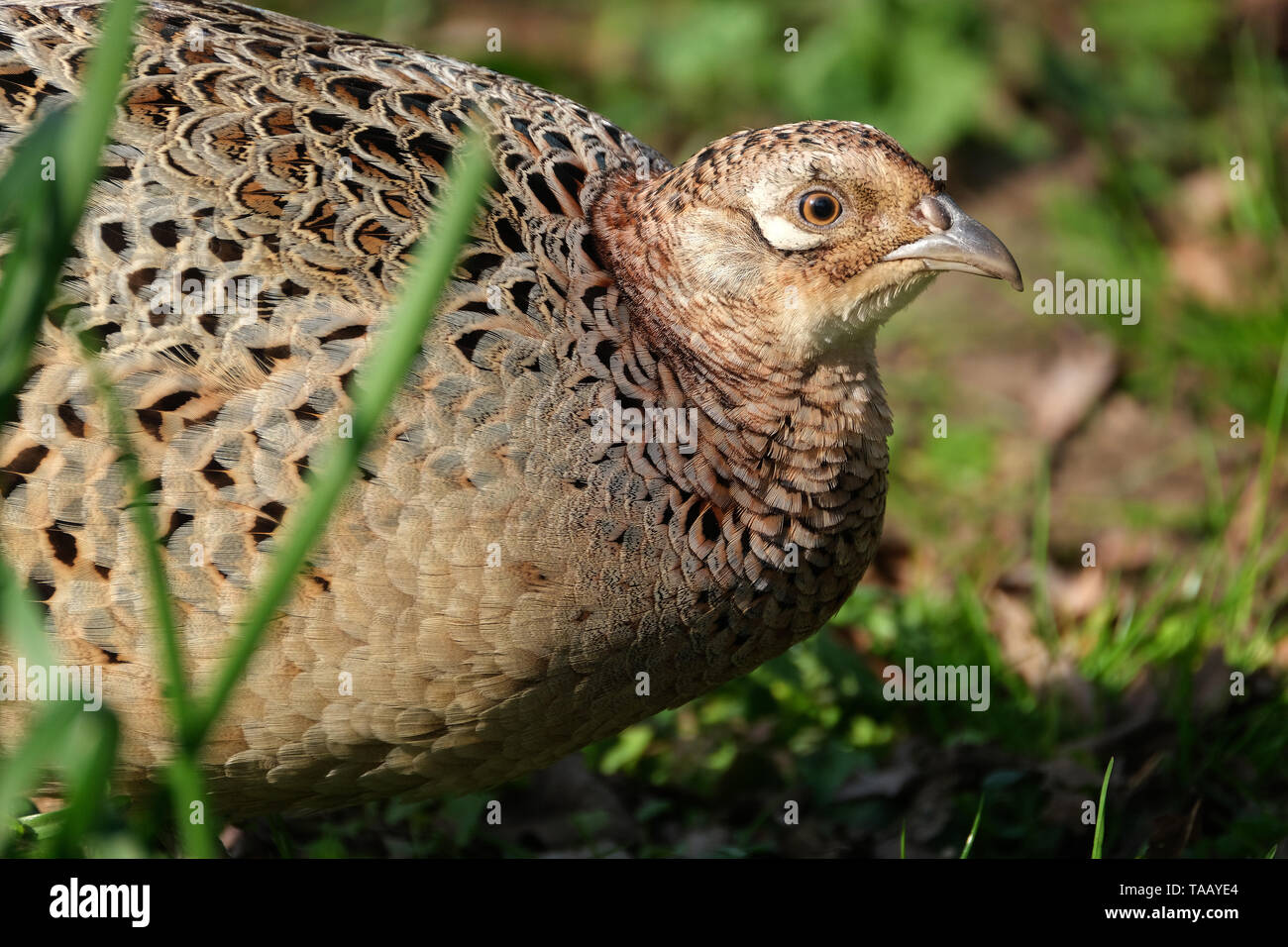 Alimentazione fagiano sulle partite di arachidi in parco pubblico. Foto Stock