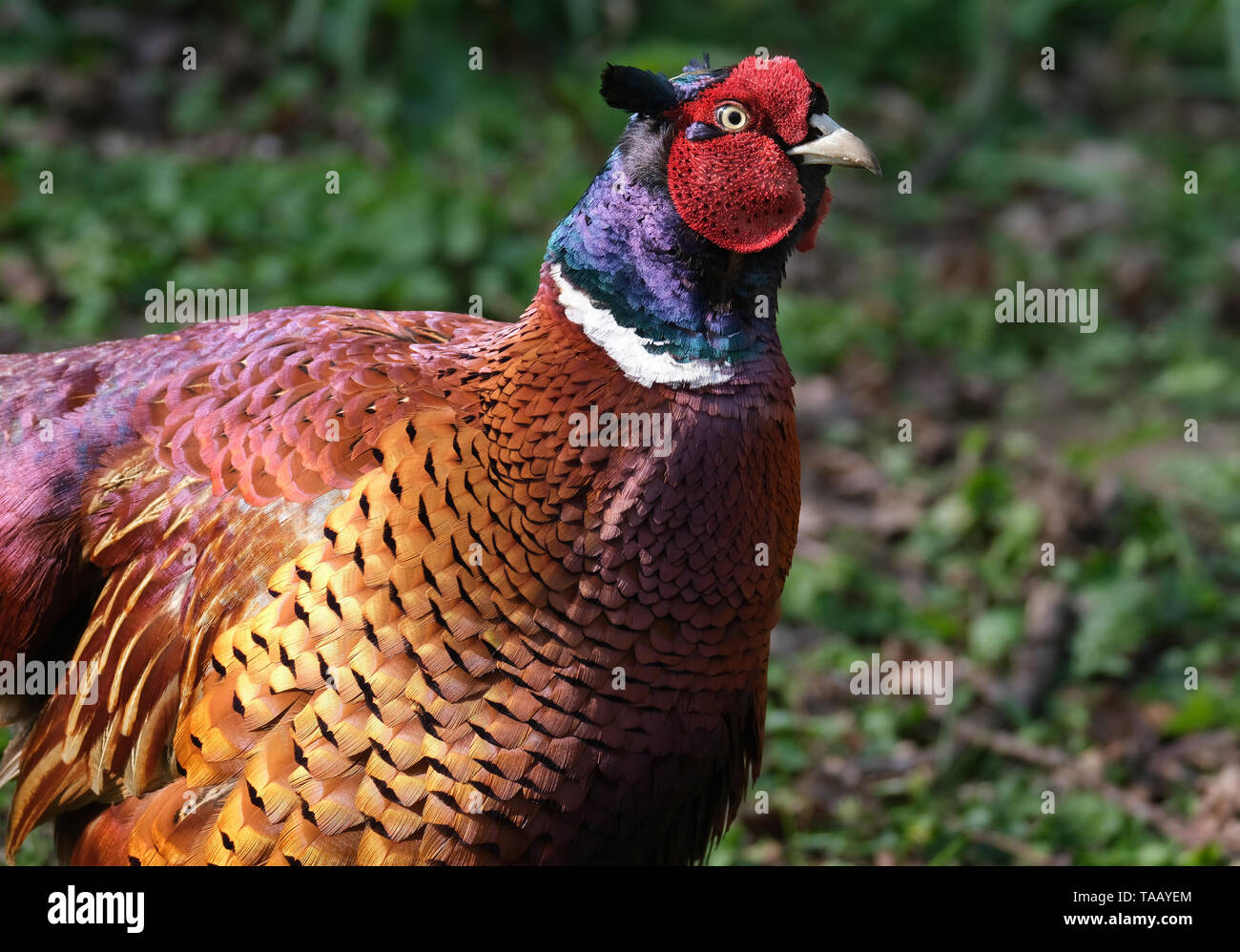 Alimentazione fagiano sulle partite di arachidi in parco pubblico. Foto Stock
