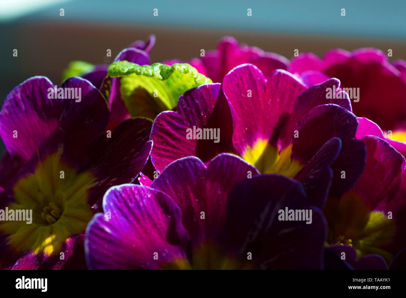 Un immagini colorate di rosa e giallo primule prese con un obiettivo macro Foto Stock
