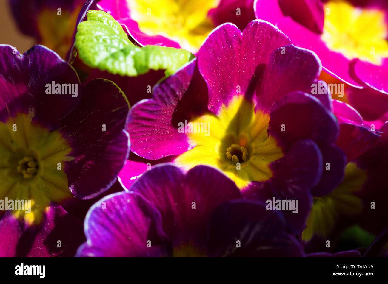Un immagini colorate di rosa e giallo primule prese con un obiettivo macro Foto Stock
