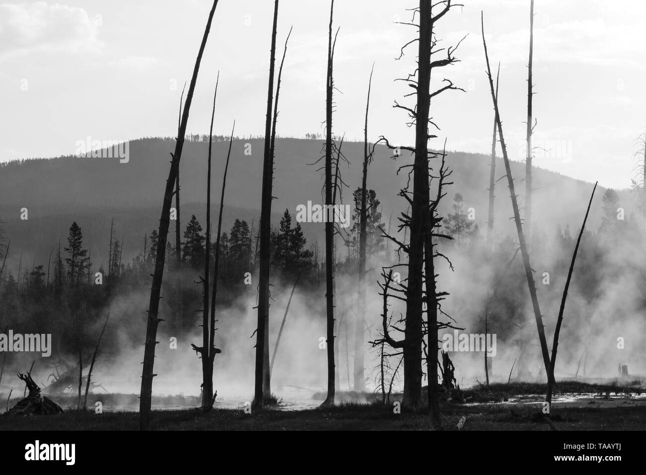 Vapore sale dalla geotermia molle dietro alberi bruciati da wildfire nel Parco Nazionale di Yellowstone, Wyoming. Foto Stock